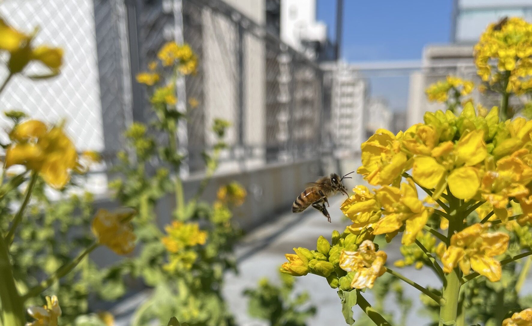 2026年シーズン始まりました！
